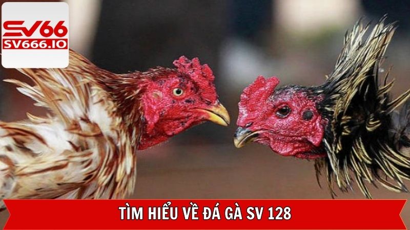 Sơ lược về sảnh chọi kê hàng đầu